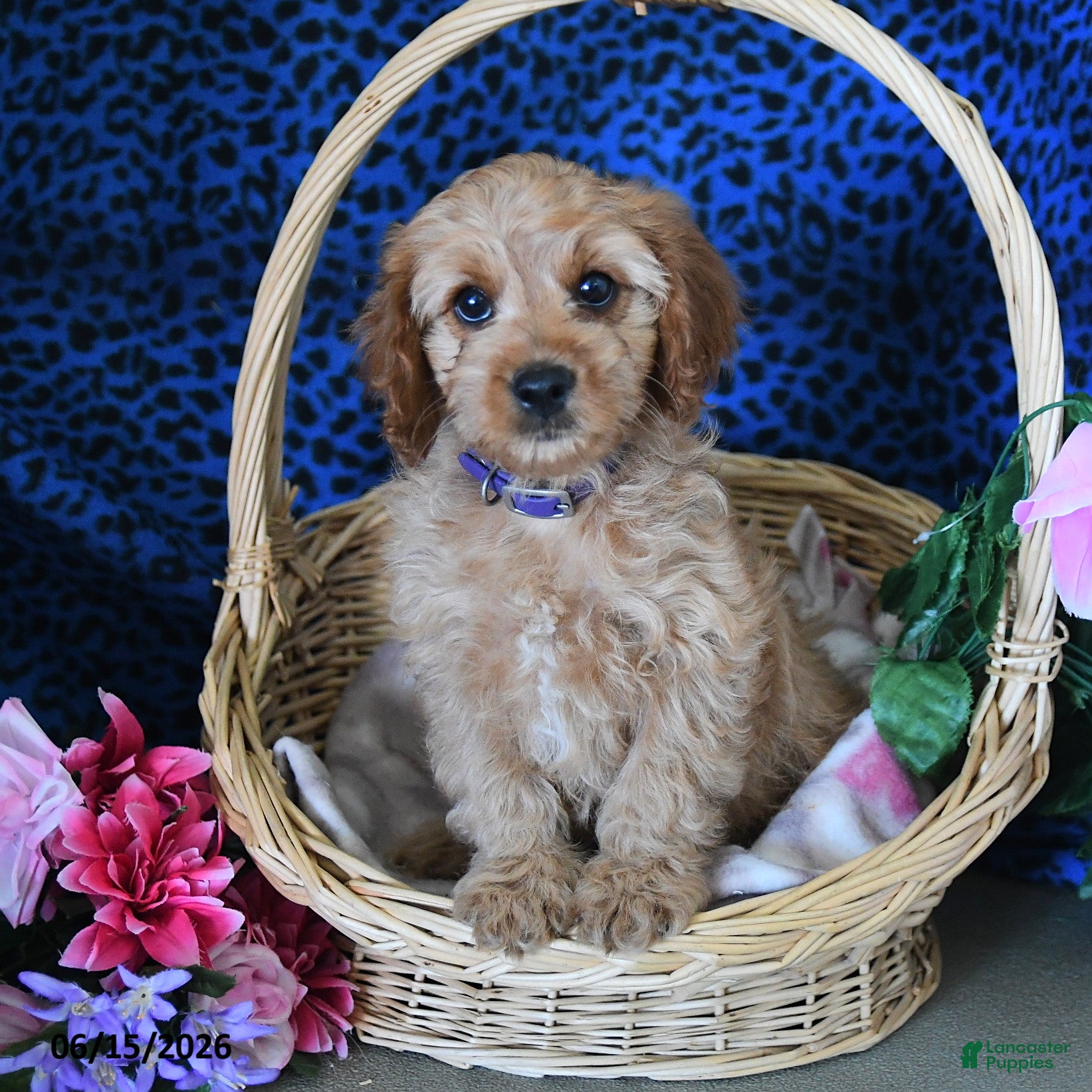 Cavapoo dogs Carly - Ad 2