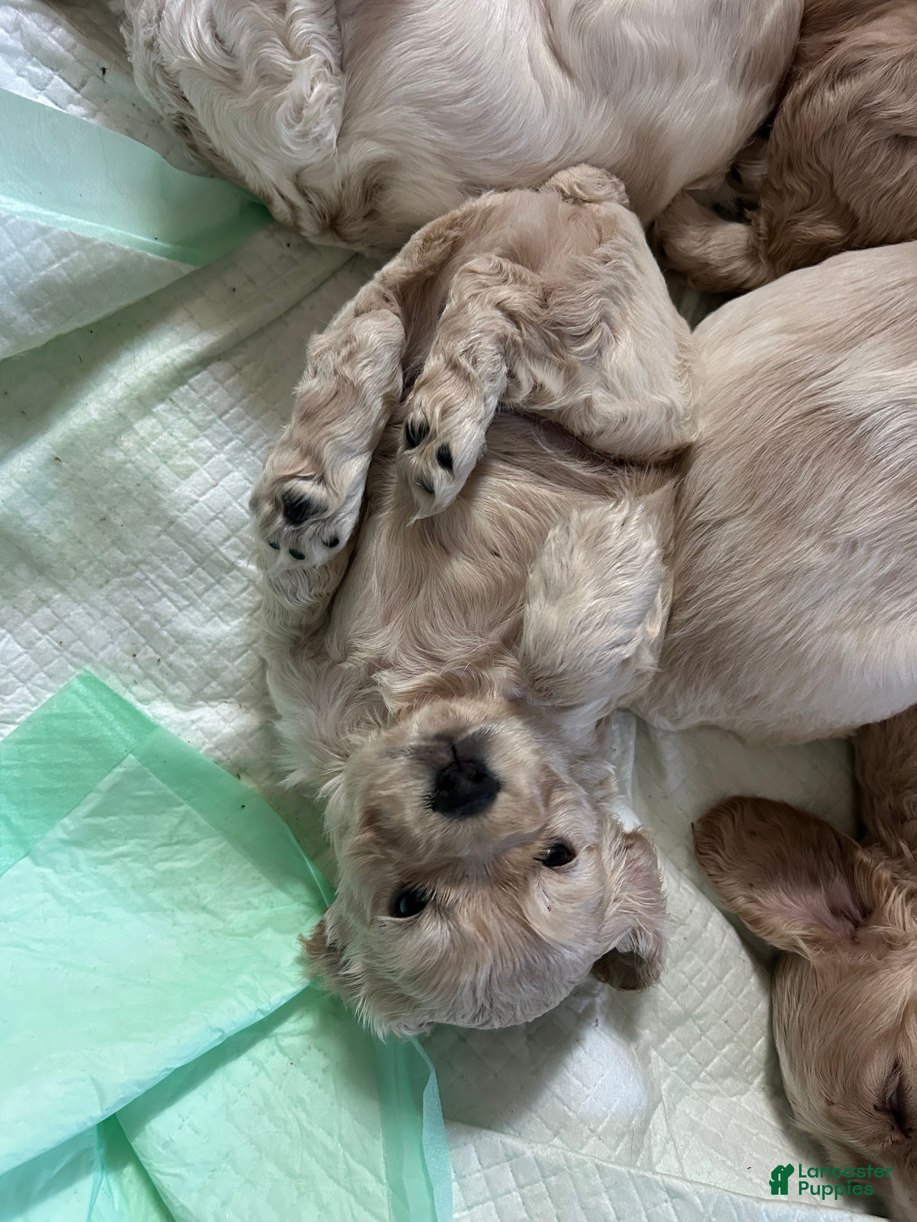 Cocker Spaniel dogs for sale: Cocker Spaniel 1 - Ad 1