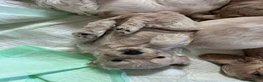 Cocker Spaniel 1
