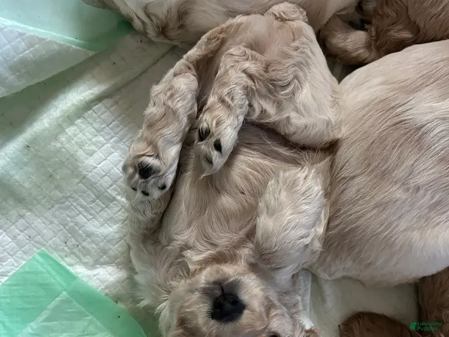 Cocker Spaniel dogs for sale: Cocker Spaniel 1 - Ad 1