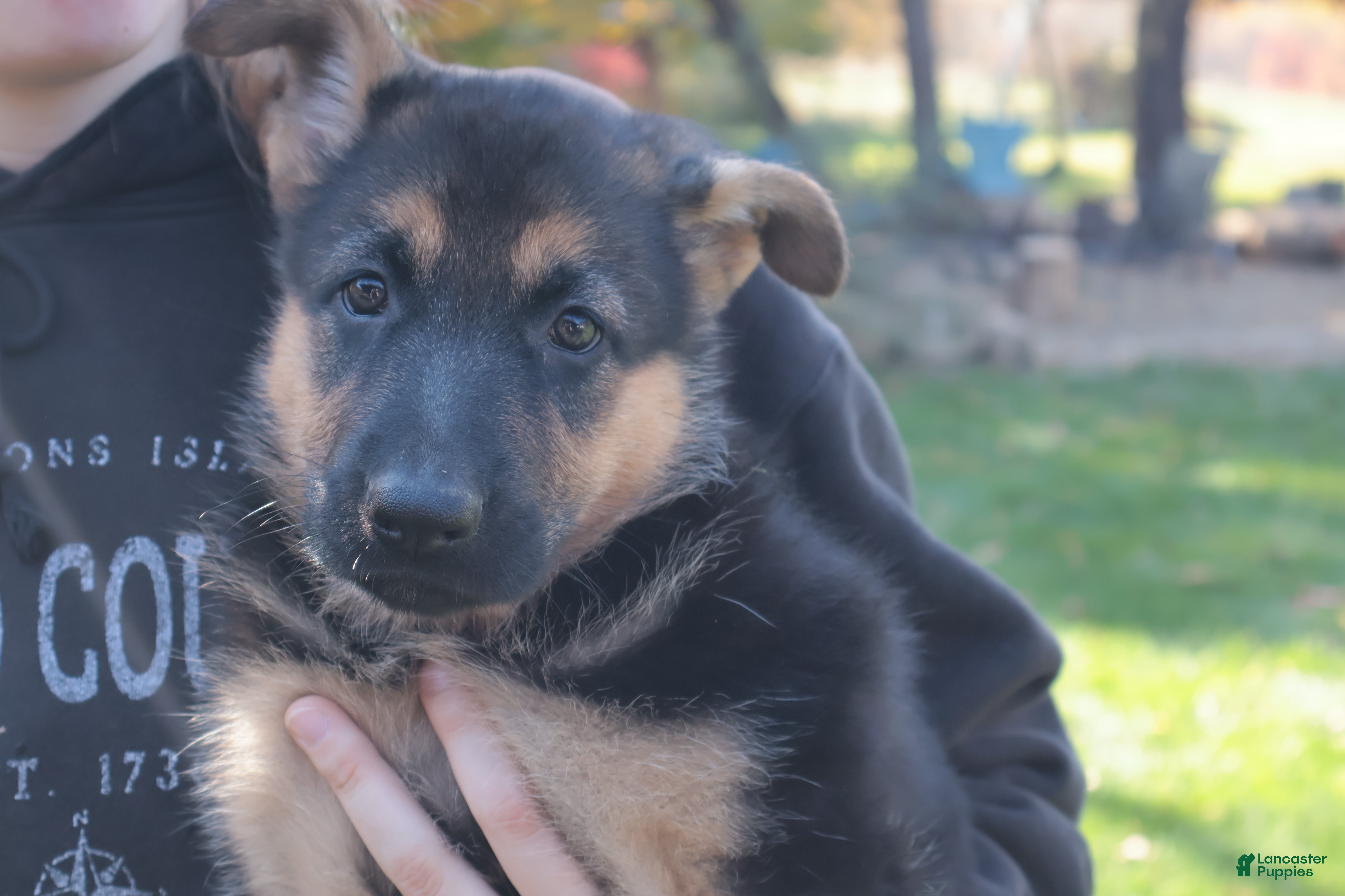 German Shepherd dogs for sale: Navy - Ad 2