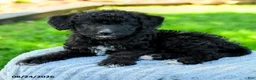 Mixed Breed dogs for sale: Michael - Ad 2