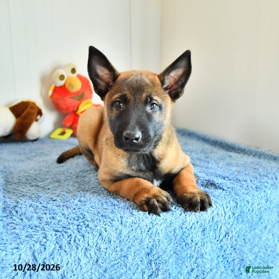 Belgian Malinois dogs for sale: Atlas - Ad 2
