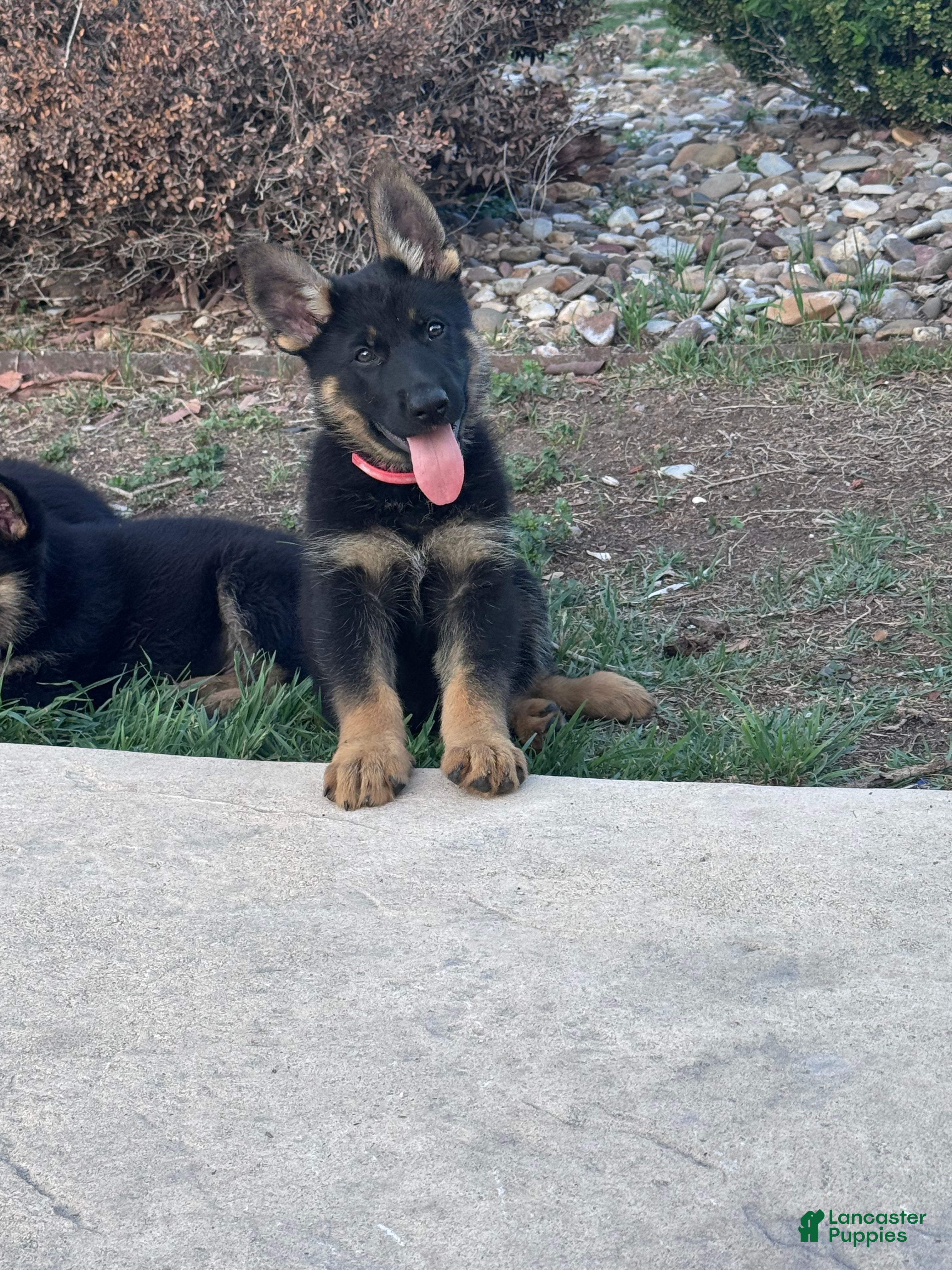 German Shepherd dogs  Puppy 7 - Ad 1