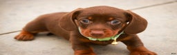 Miniature Dachshund dogs for sale: Andy - Ad 10