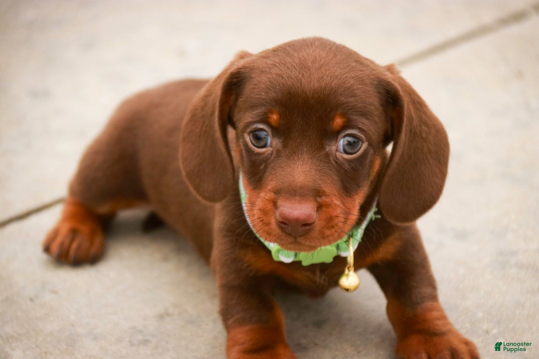 Miniature Dachshund dogs for sale: Andy - Ad 10