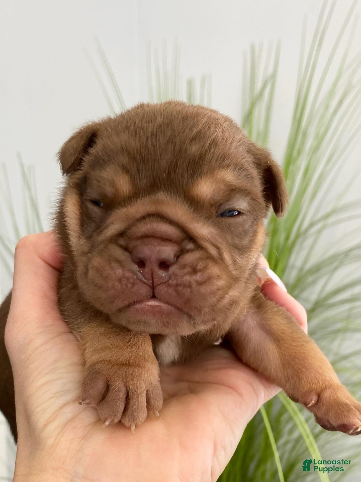 English Bulldog dogs Robin - Ad 14