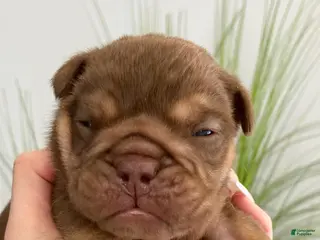 English Bulldog dogs Robin - Ad 14