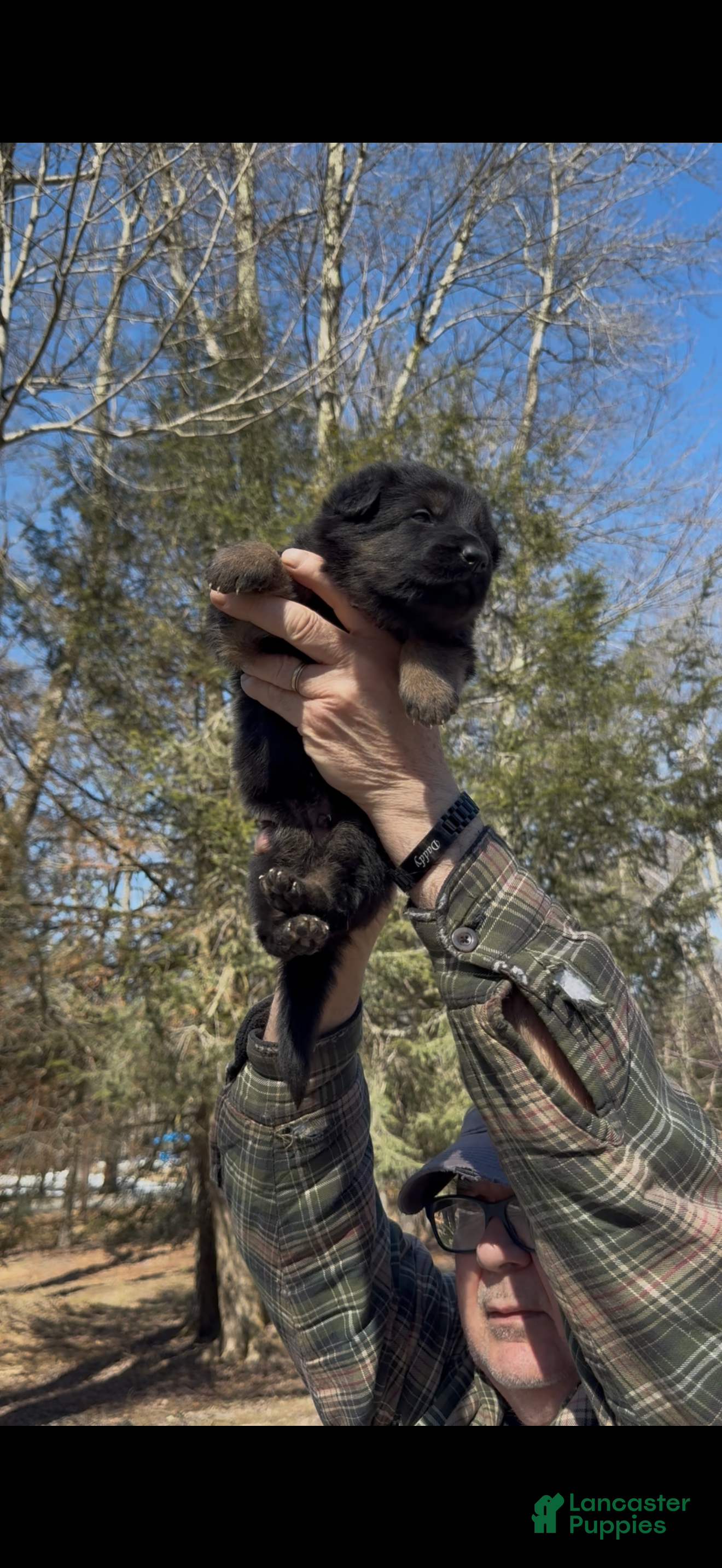 German Shepherd dogs TIO - Ad 2