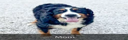Mini Bernedoodle dogs for sale: Brady - Ad 9