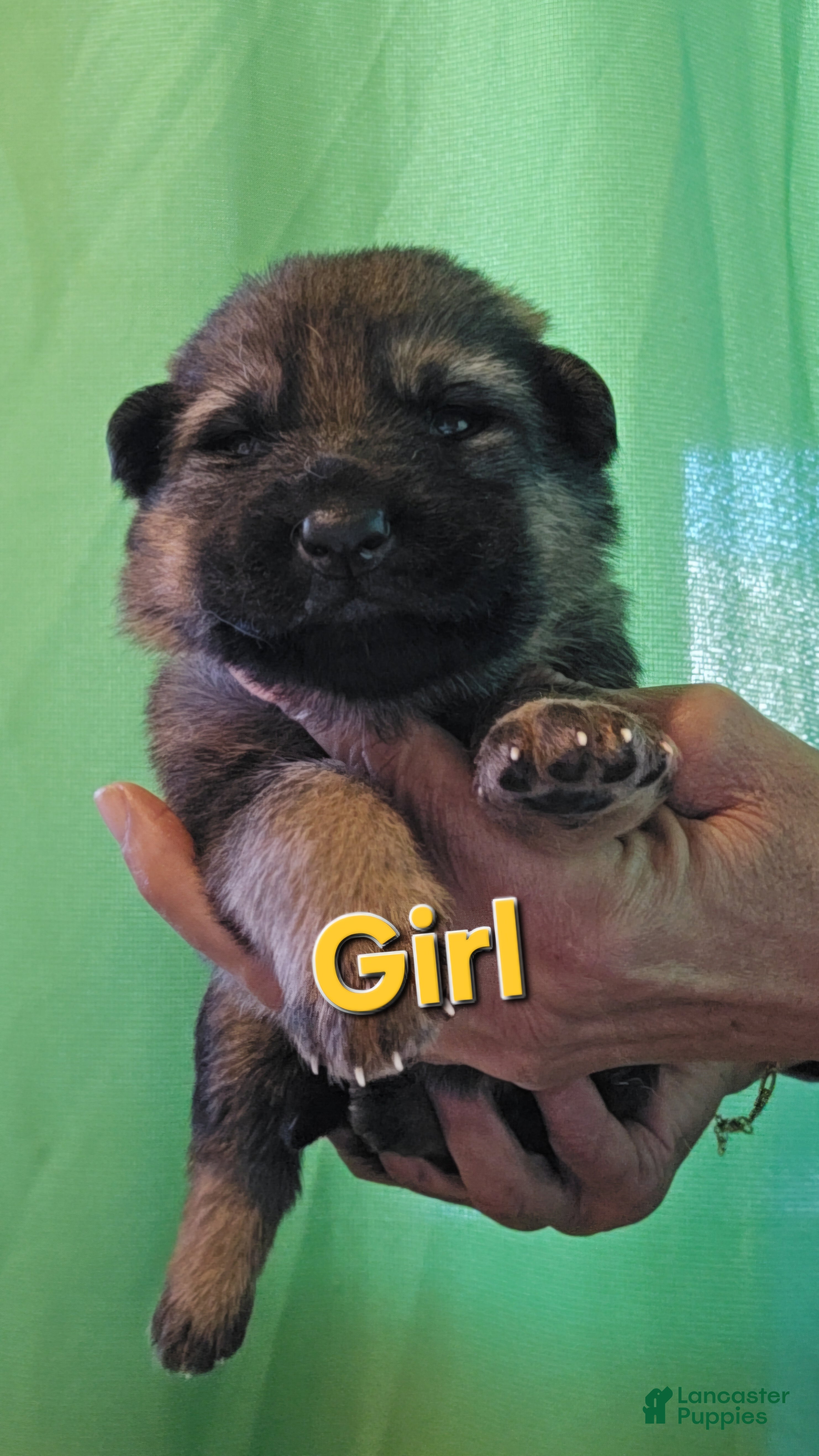 German Shepherd dogs for sale: German Shepherd 8 orange  - Ad 4