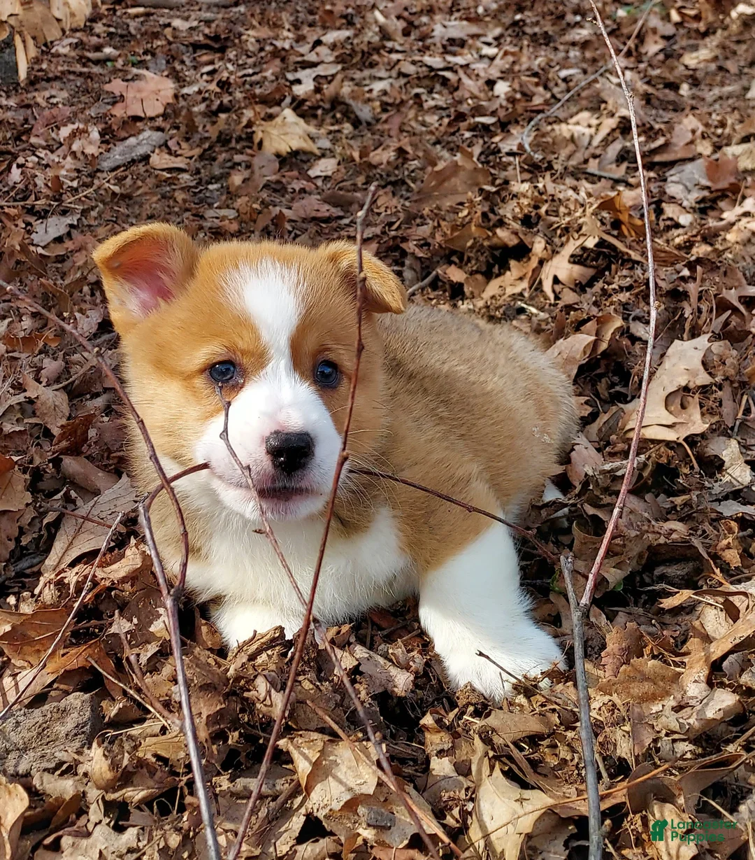 Welsh Corgi Pembroke dogs for sale: Welsh Corgi Pembroke Puppy 1 - Ad 2