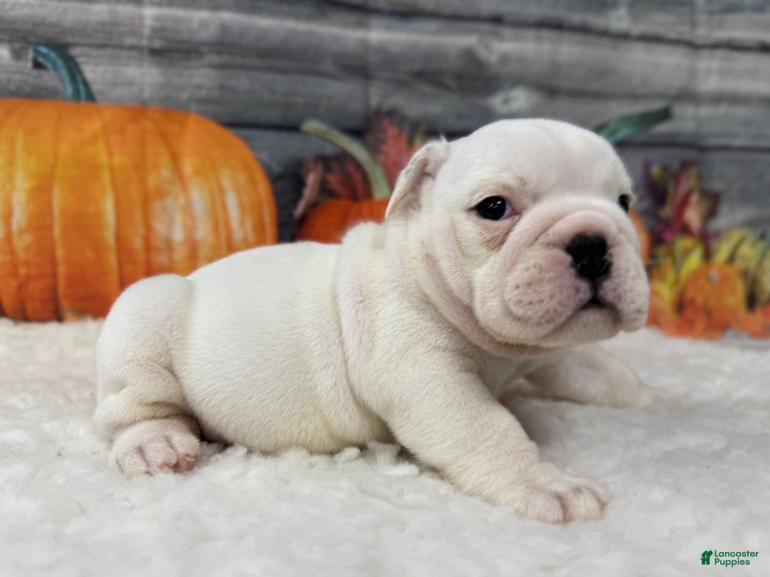 English Bulldog dogs for sale: Rascal - Ad 3