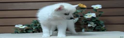 Pomsky dogs for sale: Penny - Ad 3