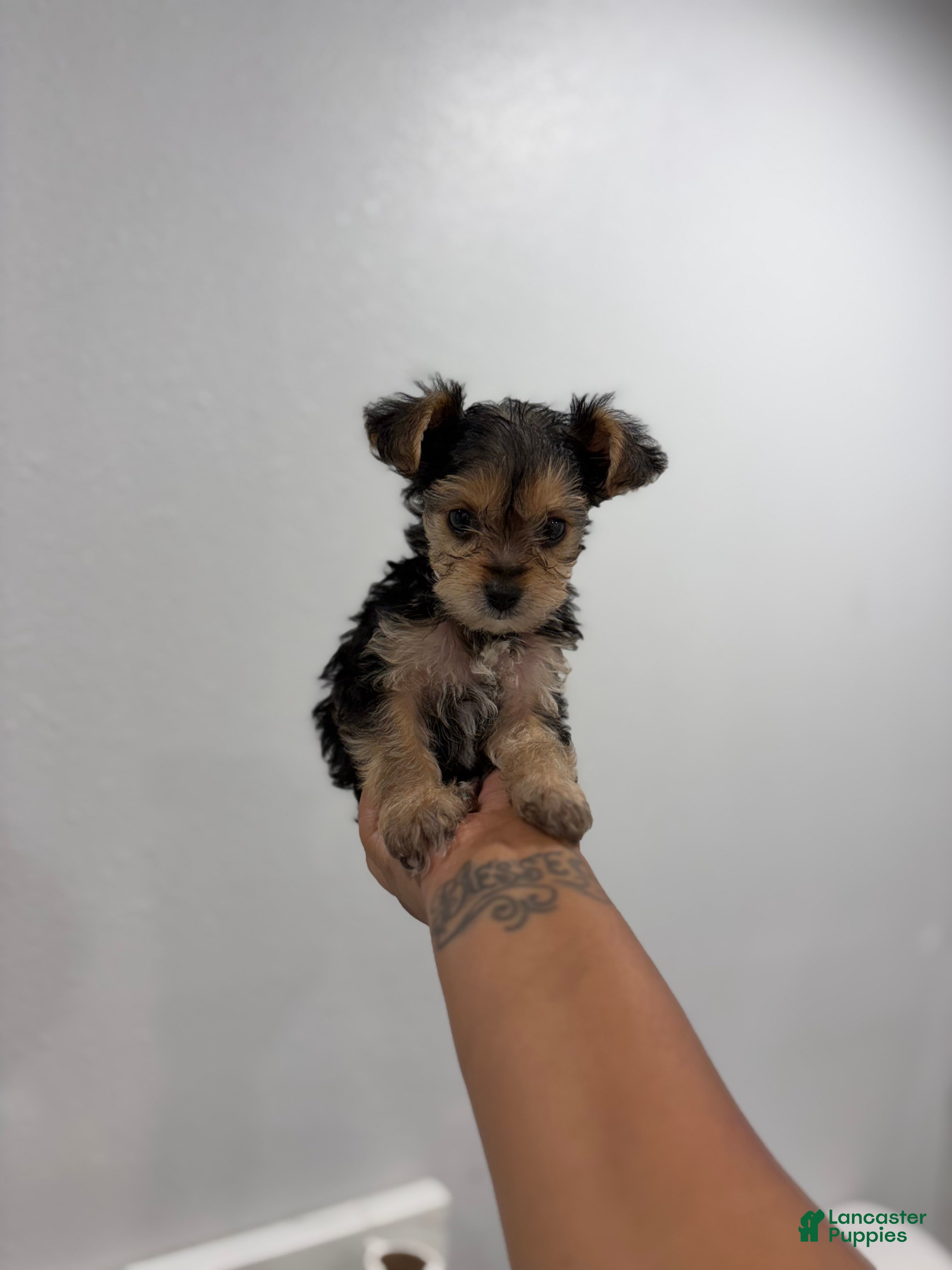 Yorkshire Terrier dogs King  - Ad 4