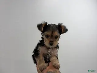 Yorkshire Terrier dogs King - Ad 4