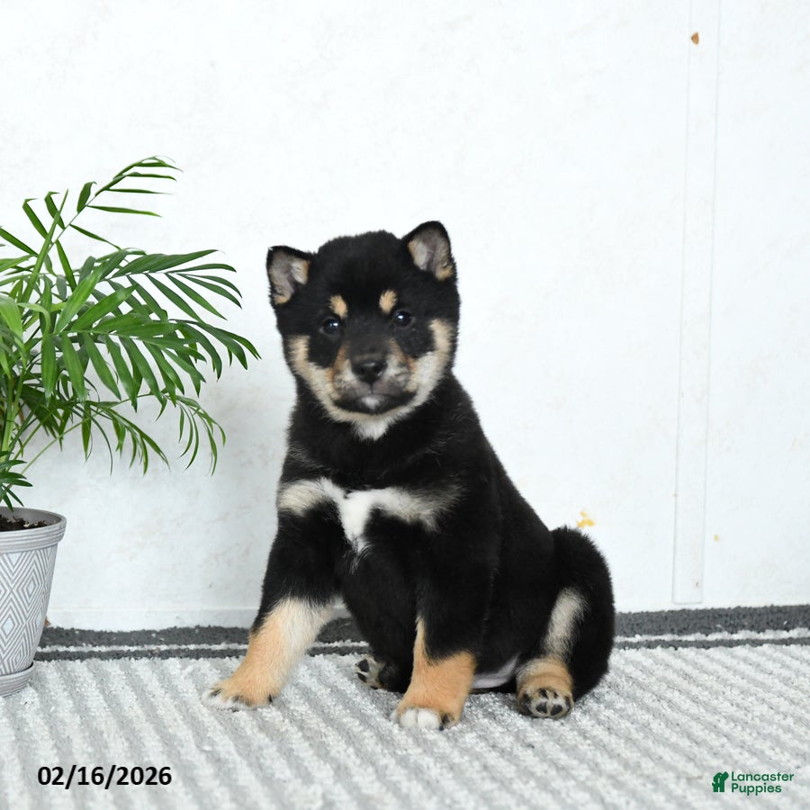 Shiba Inu dogs Bouncer - Ad 2