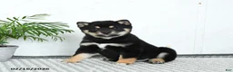 Shiba Inu dogs for sale: Bouncer - Ad 2