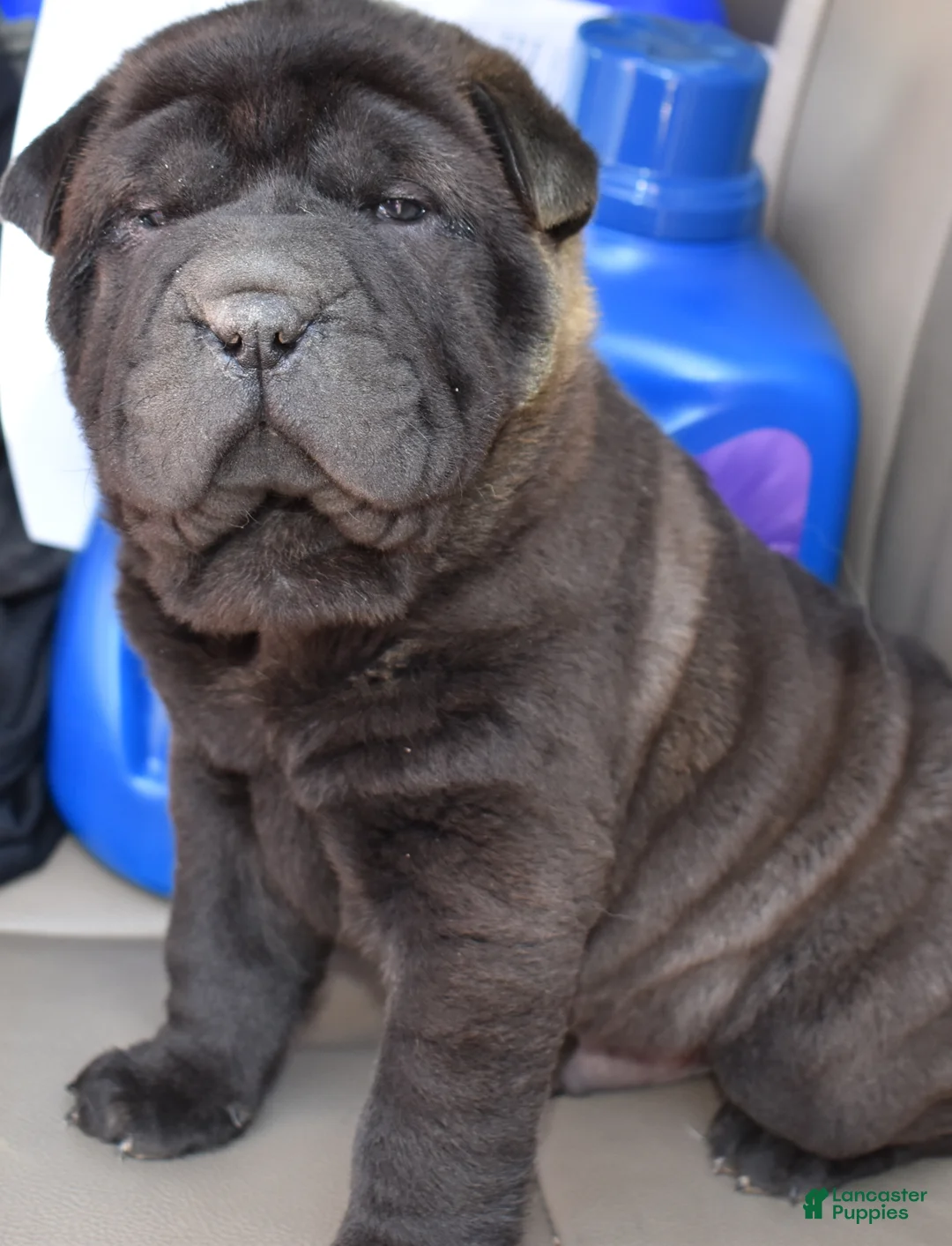 Shar Pei dogs for sale: Shar Pei Puppy 2 - Ad 1