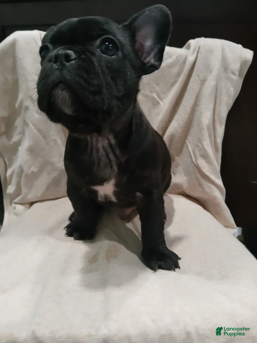 French Bulldog dogs for sale: Max - Ad 2
