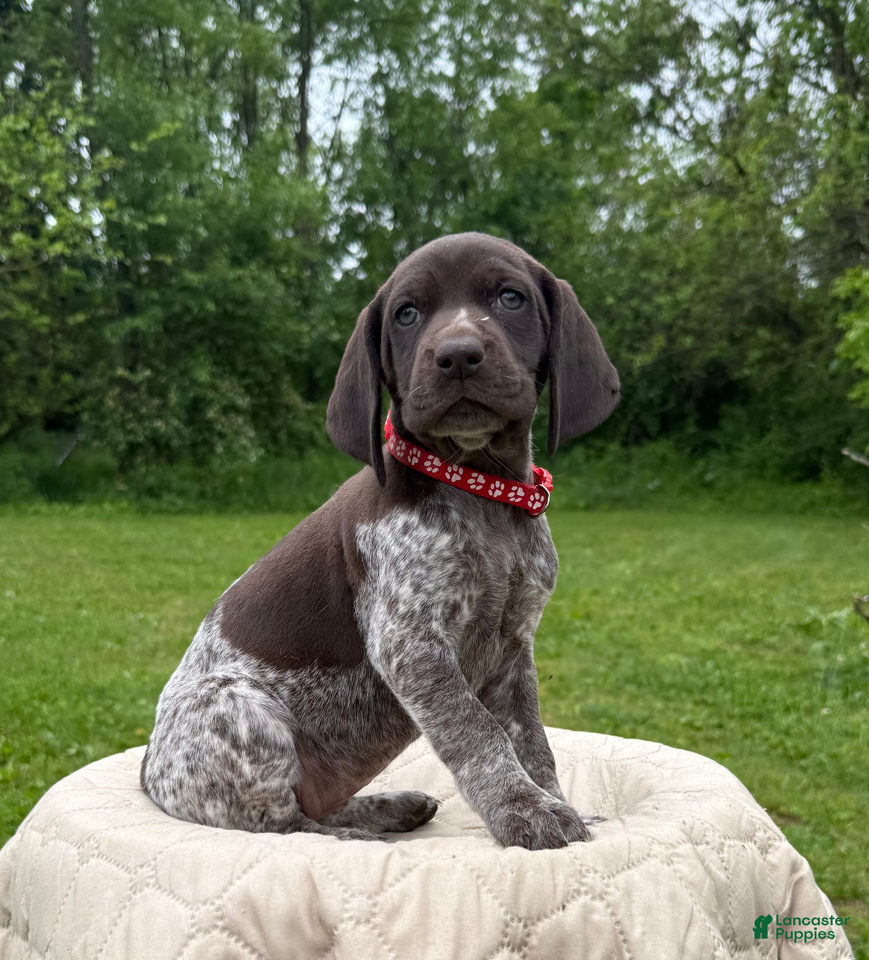 German Shorthaired Pointer dogs German Shorthaired Pointer Puppy 9 - Ad 1