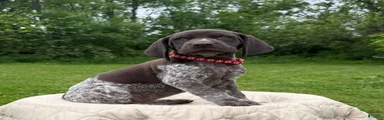 German Shorthaired Pointer Puppy 9