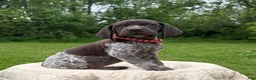 German Shorthaired Pointer dogs for sale: German Shorthaired Pointer Puppy 9 - Ad 1