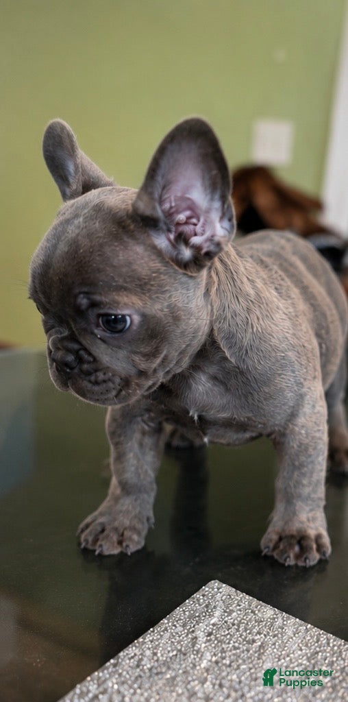 French Bulldog dogs BLOOM - Ad 1