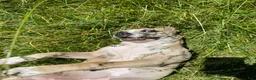 Mixed Breed dogs for sale: Spot - Ad 3