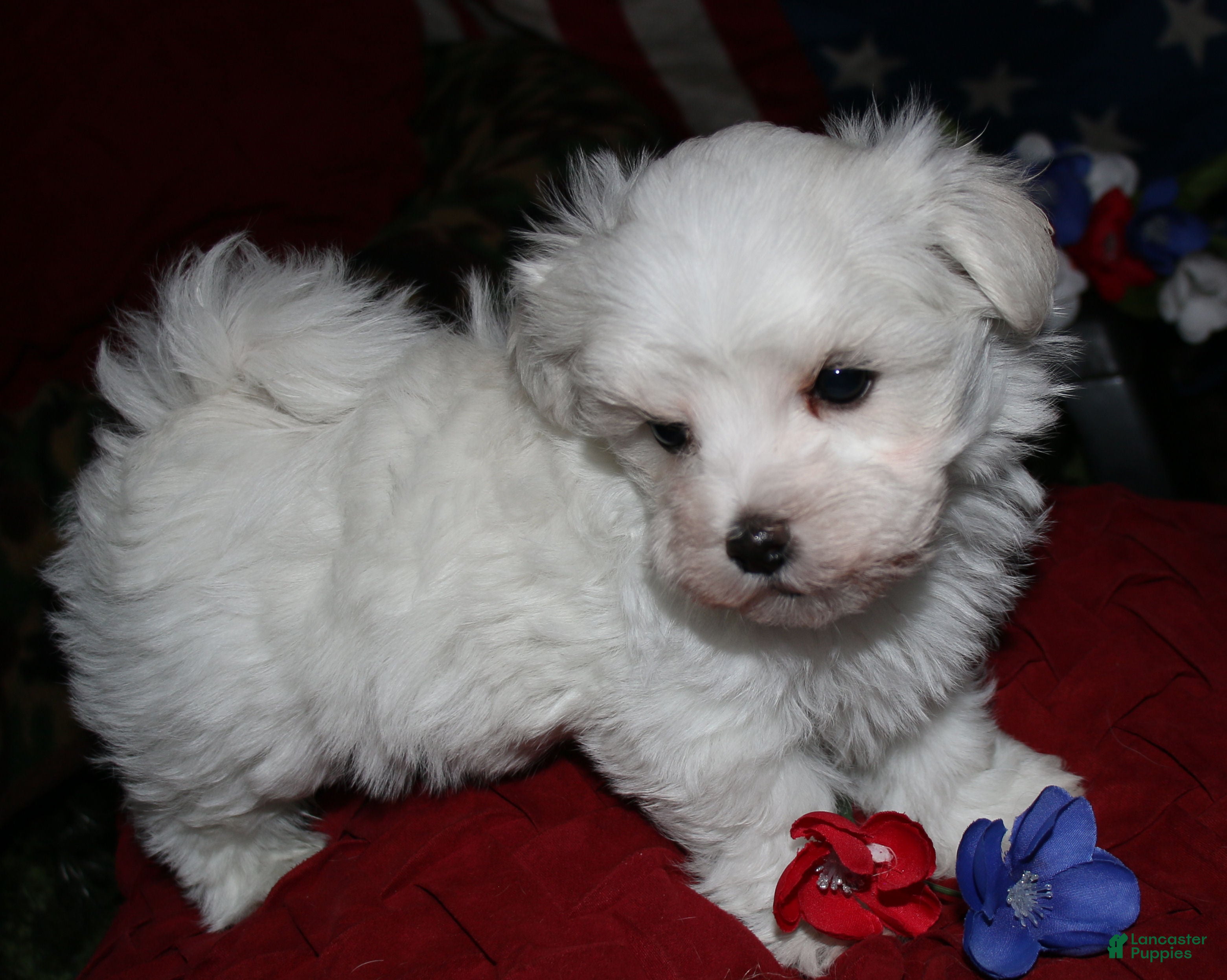 Maltese dogs Fred - Ad 2