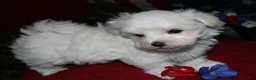 Maltese dogs for sale: Fred - Ad 2