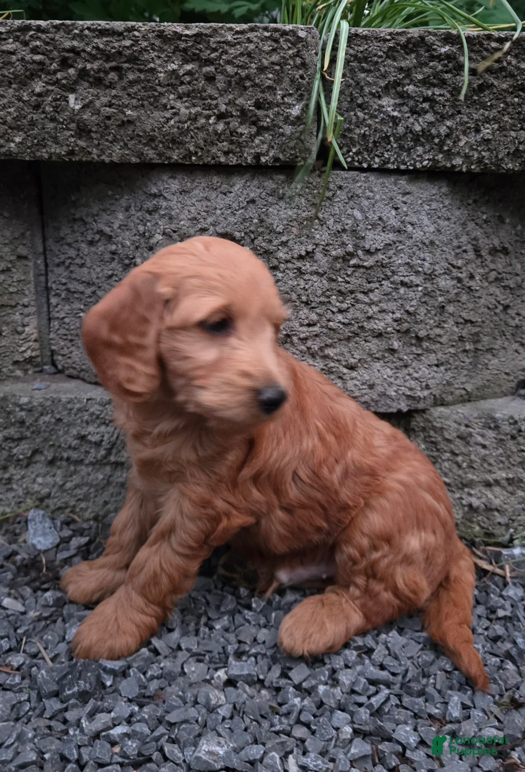 Mini Goldendoodle dogs for sale: Dr Pepper  - Ad 5