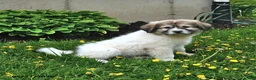 Mixed Breed dogs for sale: Bowan - Ad 11