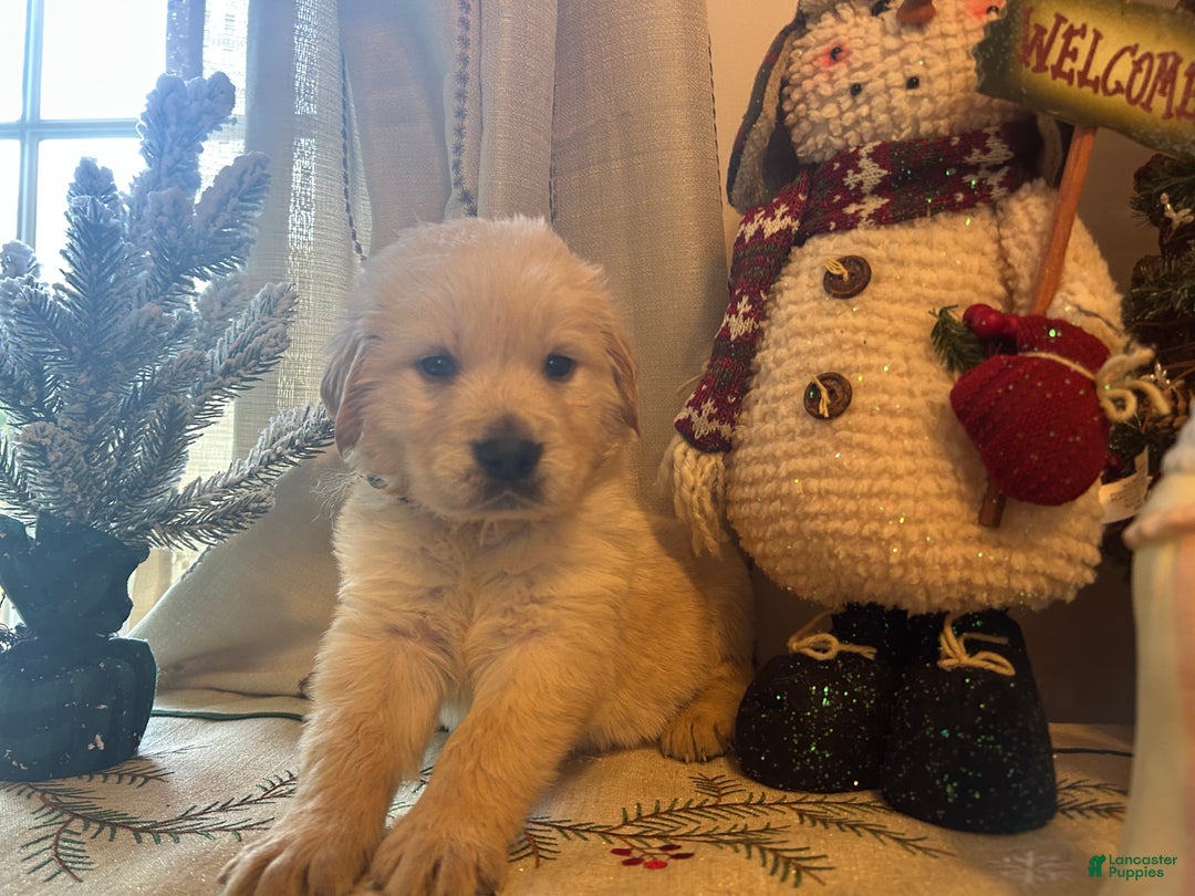 Golden Retriever dogs for sale: Blue  - Ad 4