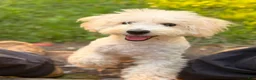 Bichpoo dogs for sale: Bump - Ad 1