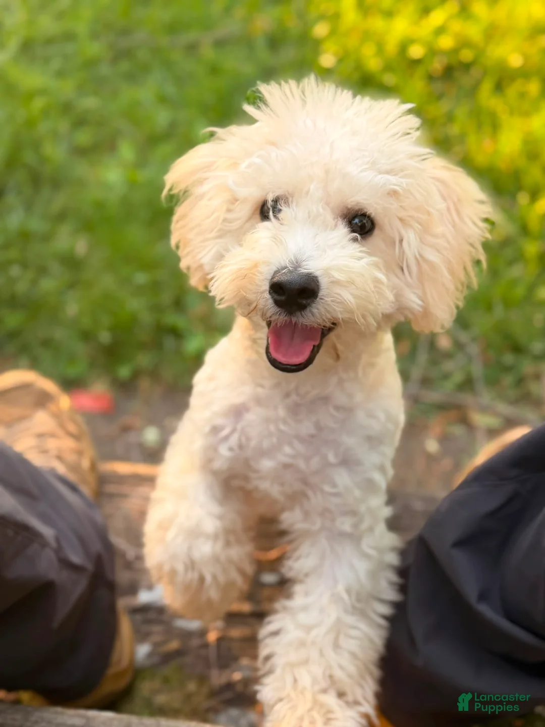 Bichpoo dogs for sale: Bump - Ad 1