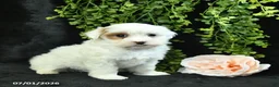 Maltipoo dogs for sale: Hadassah  - Ad 4