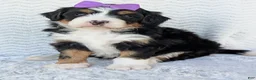 Mini Bernedoodle dogs for sale: Mini Bobbin  - Ad 21