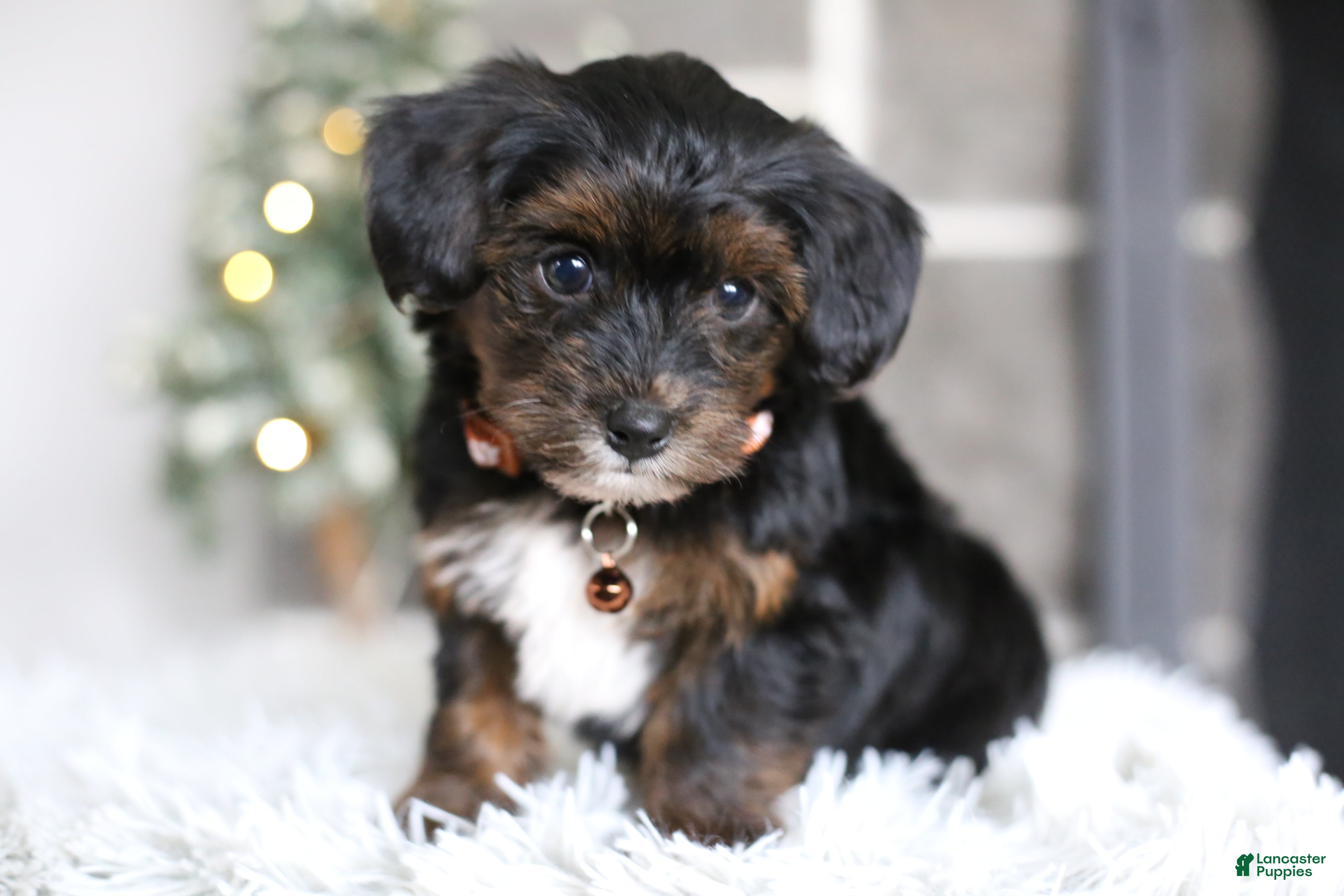 Yorkiepoo dogs Emmitt - Ad 16