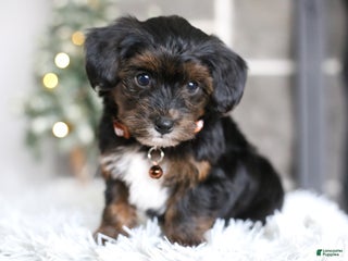 Yorkiepoo dogs Emmitt - Ad 16