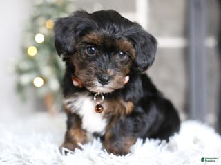 Yorkiepoo dogs Emmitt - Ad 24