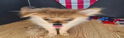 Pomeranian dogs for sale: Pepper's Long Shot - "Archer" - Ad 8
