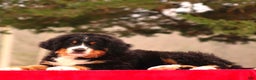 Bernese Mountain Dog dogs for sale: Barry - Ad 5
