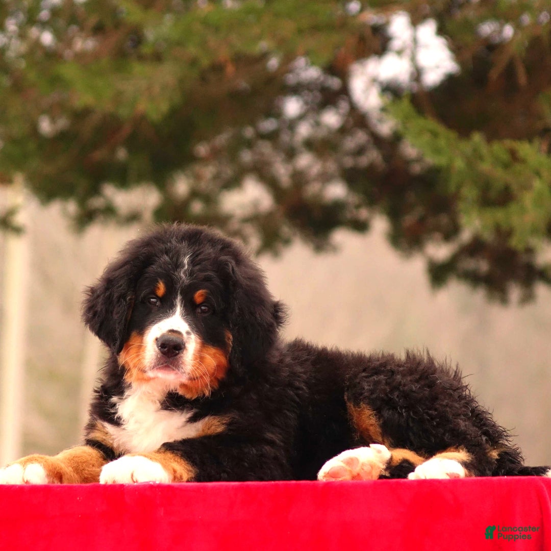 Bernese Mountain Dog dogs for sale: Barry - Ad 5