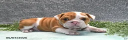 English Bulldog dogs for sale: Jackson - Ad 4