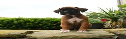 Boxer dogs for sale: Taffy - Ad 5