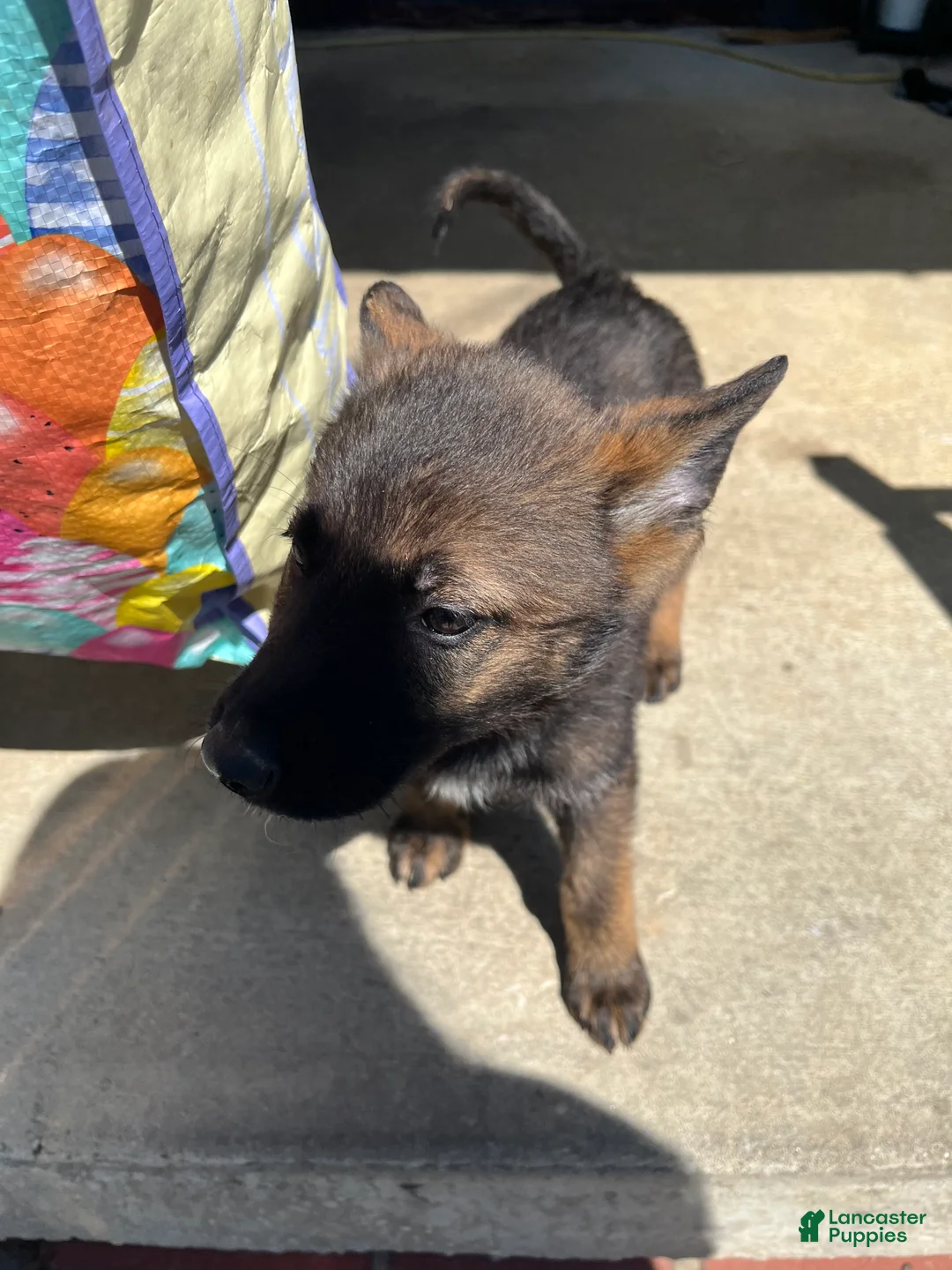 German Shepherd dogs for sale: German Shepherd Puppy 4 (Ivy) - Ad 2