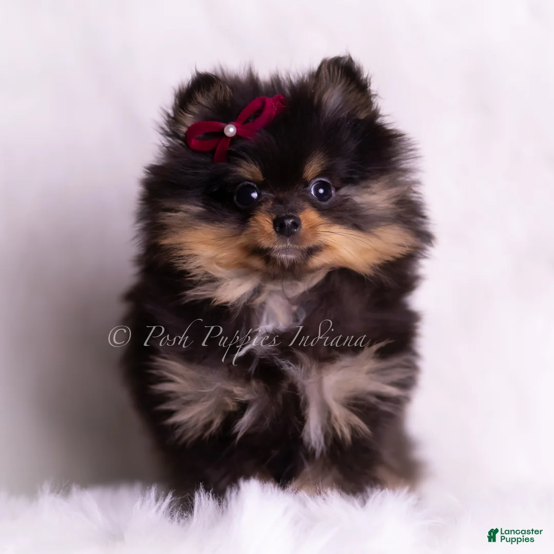 Pomeranian dogs for sale: Teacup Littlebit - Ad 2