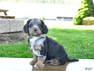 Mixed Breed dogs for sale: Bandit - Ad 3