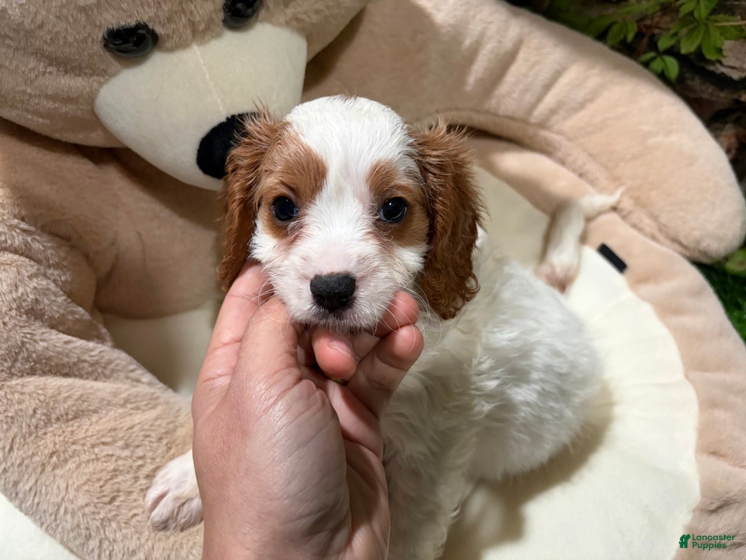 Cavapoo dogs for sale: ND - Ad 1